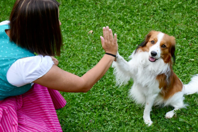 The Importance of Giving Attention and Love to Pets